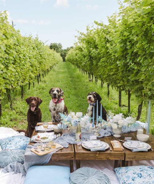 Cloudnine Dog Picnic